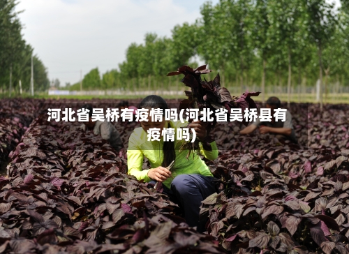 河北省吴桥有疫情吗(河北省吴桥县有疫情吗)-第1张图片