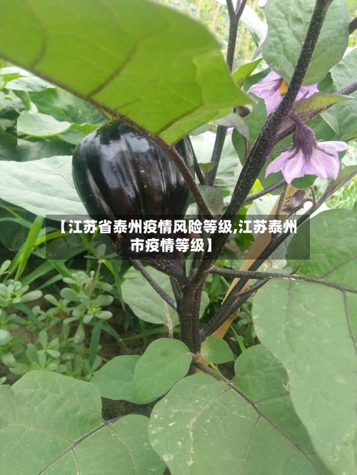 【江苏省泰州疫情风险等级,江苏泰州市疫情等级】-第1张图片