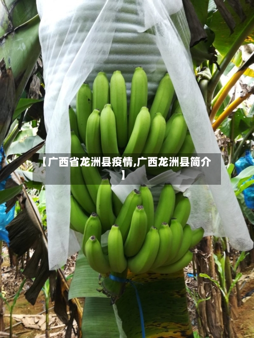 【广西省龙洲县疫情,广西龙洲县简介】-第1张图片