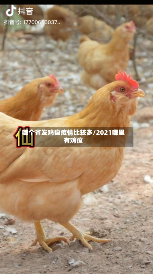 哪个省发鸡瘟疫情比较多/2021哪里有鸡瘟-第1张图片