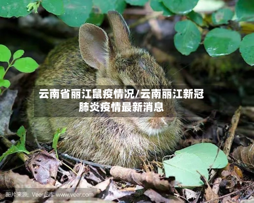 云南省丽江鼠疫情况/云南丽江新冠肺炎疫情最新消息-第1张图片